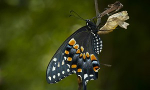 Viva con propósito, pero en la voluntad de Dios