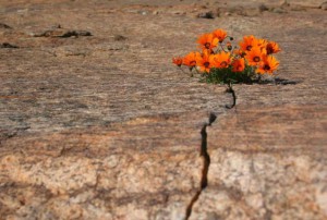 La fuerza transformadora del perdón en su vida