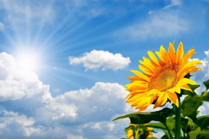 ¿Cómo obtener la victoria en las batallas diarias?